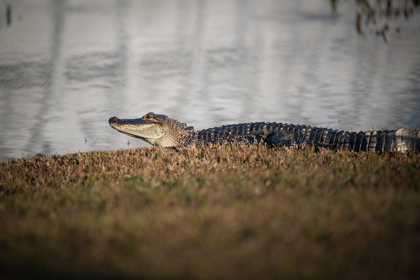 gator